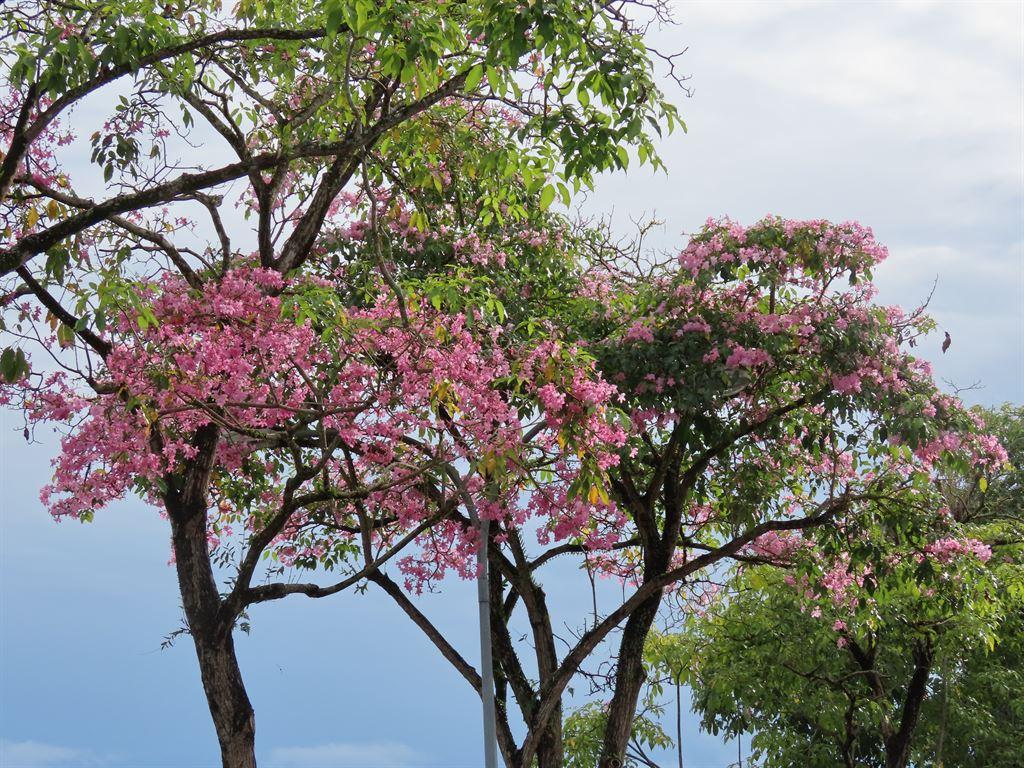 pink1
