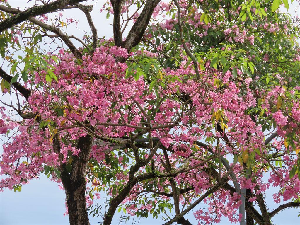 pink2