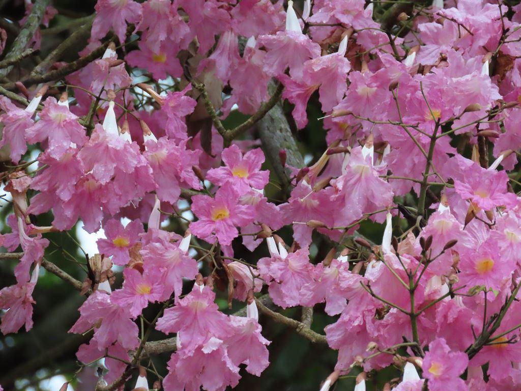 pink4