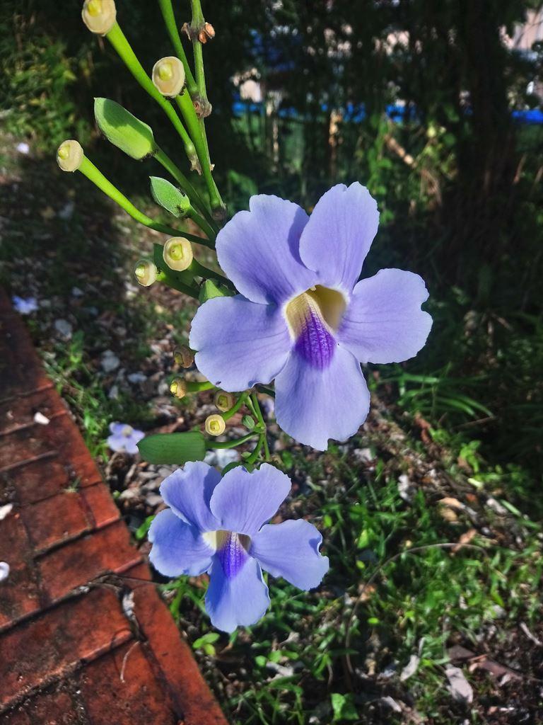 purpleflowers