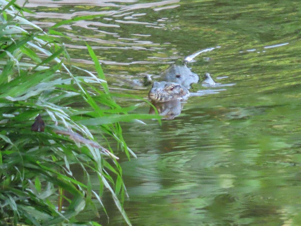 lizard
