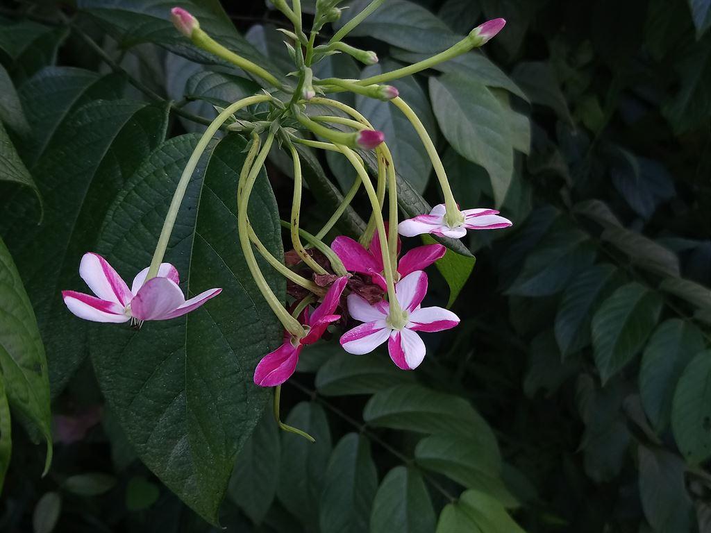 candyflowers