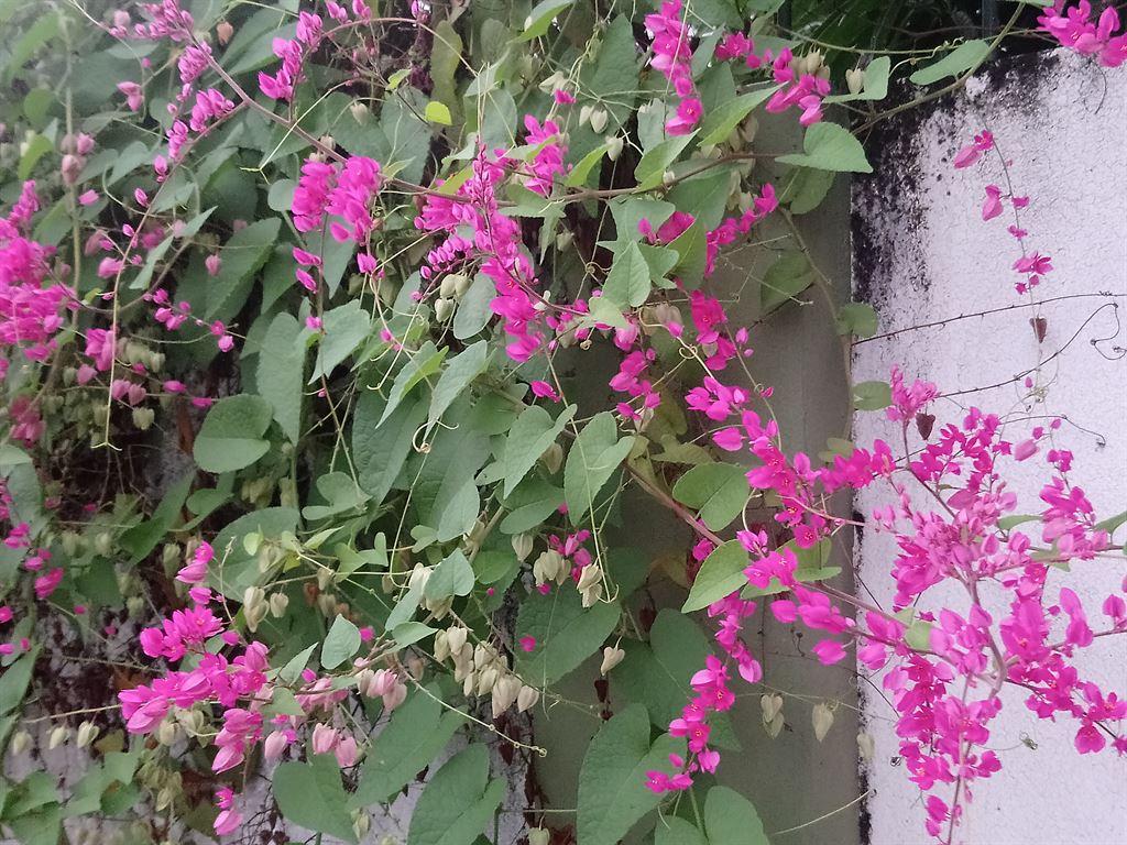 pinkflowers
