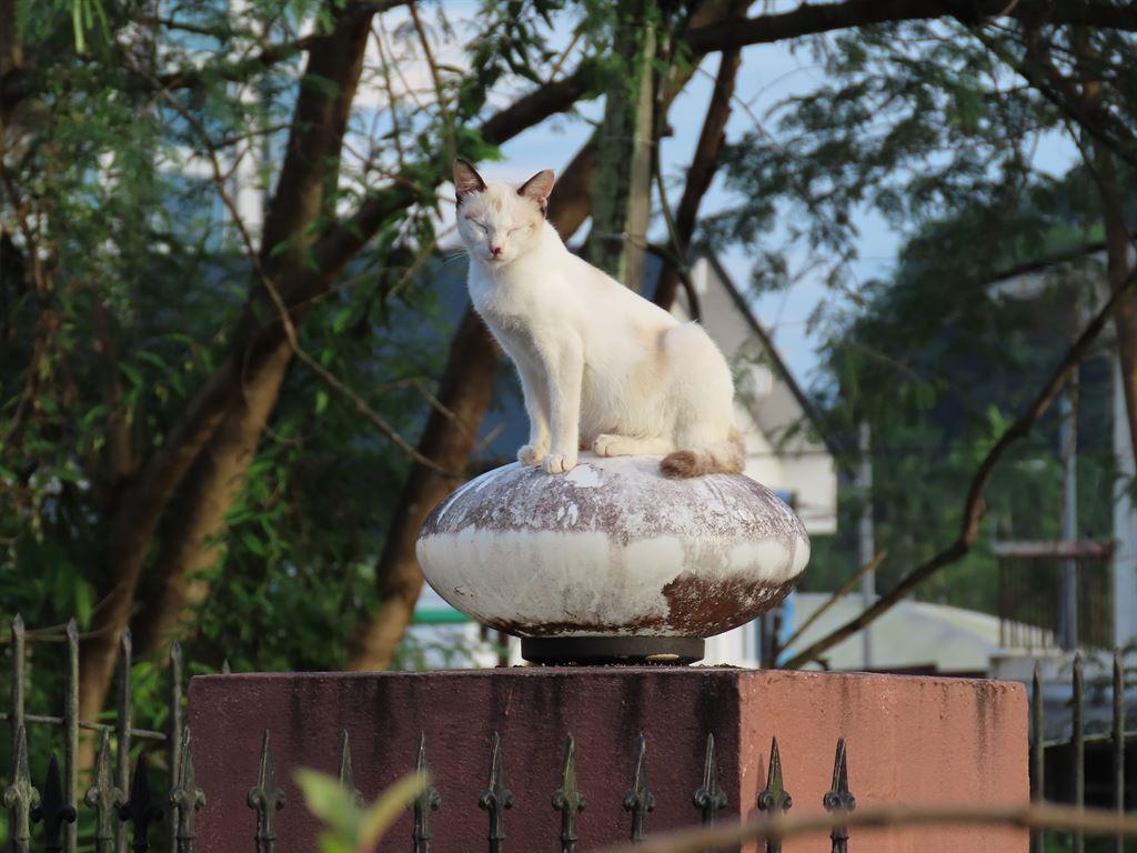 cat1