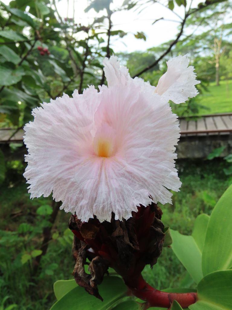 pinkflower