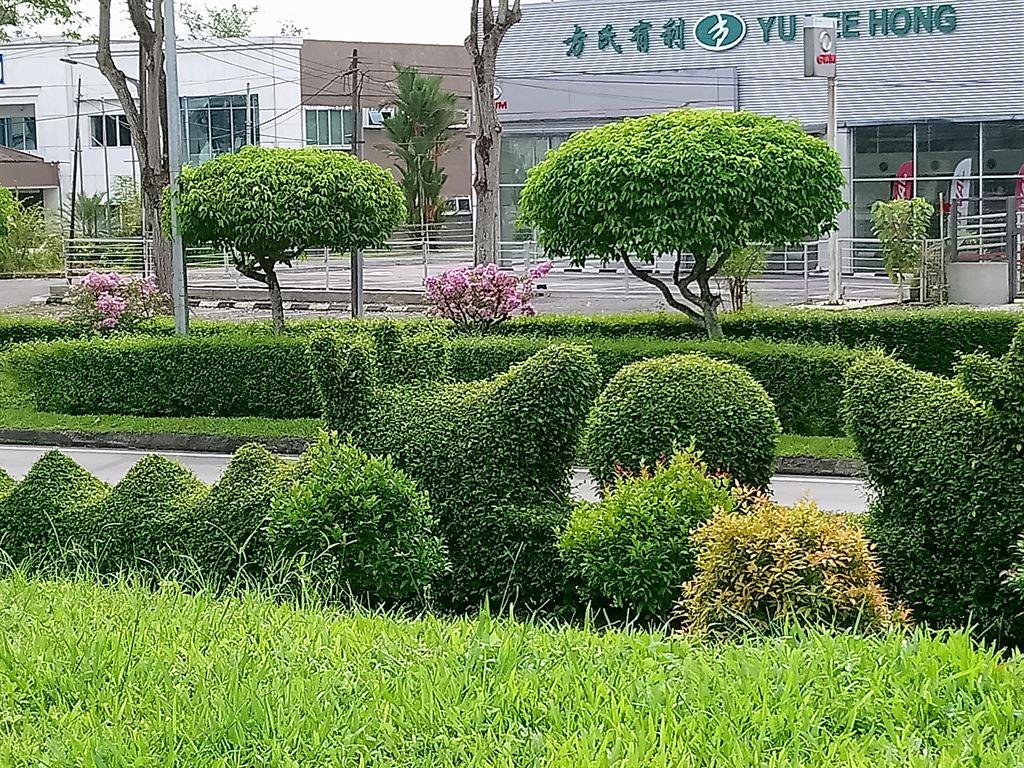 dragon