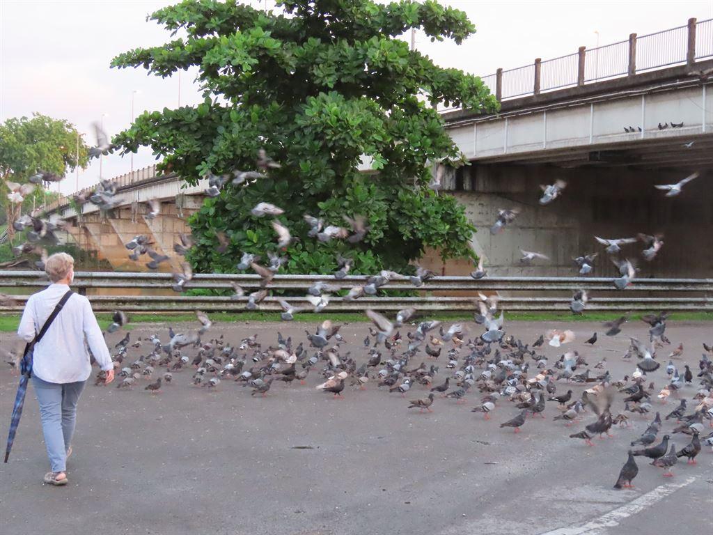 pigeons