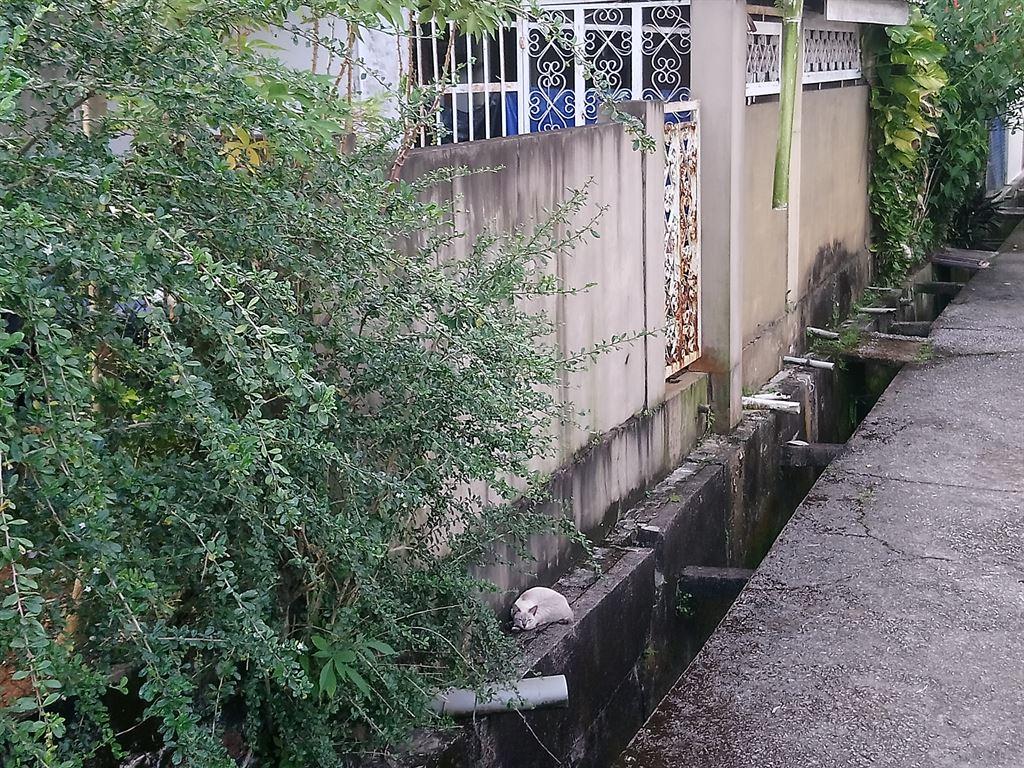 catbydrain