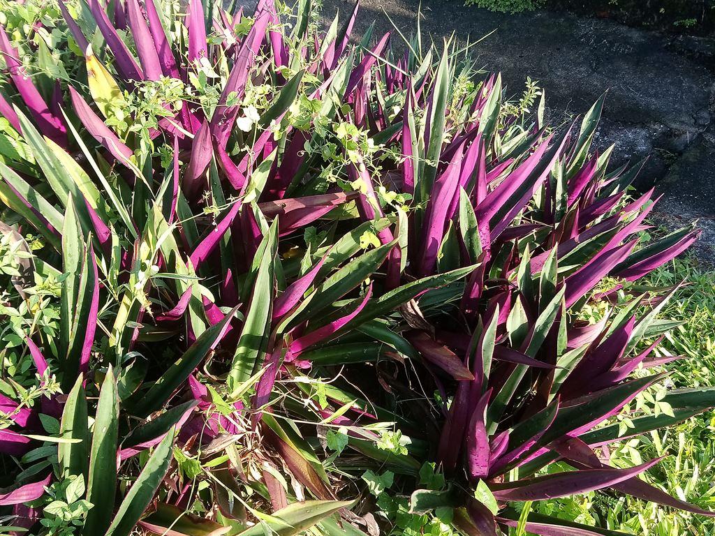 plant