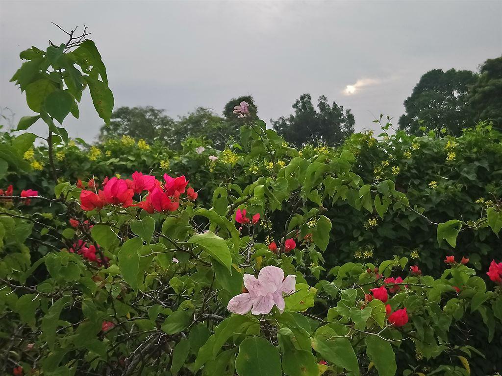 flowers2