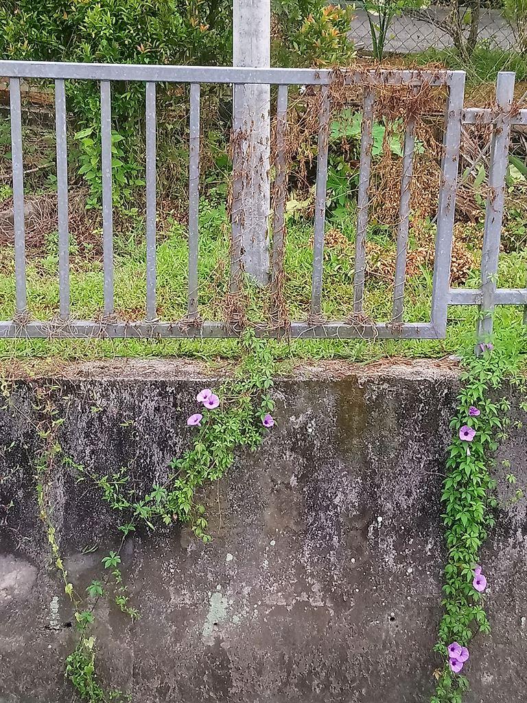 flowers&drain
