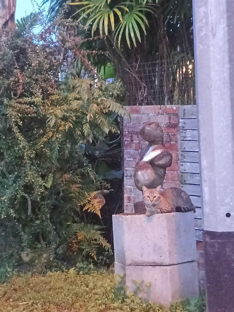 cat