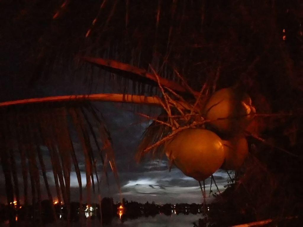 dawncoconuts