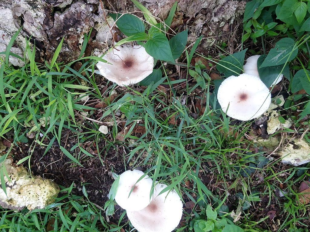 shrooms
