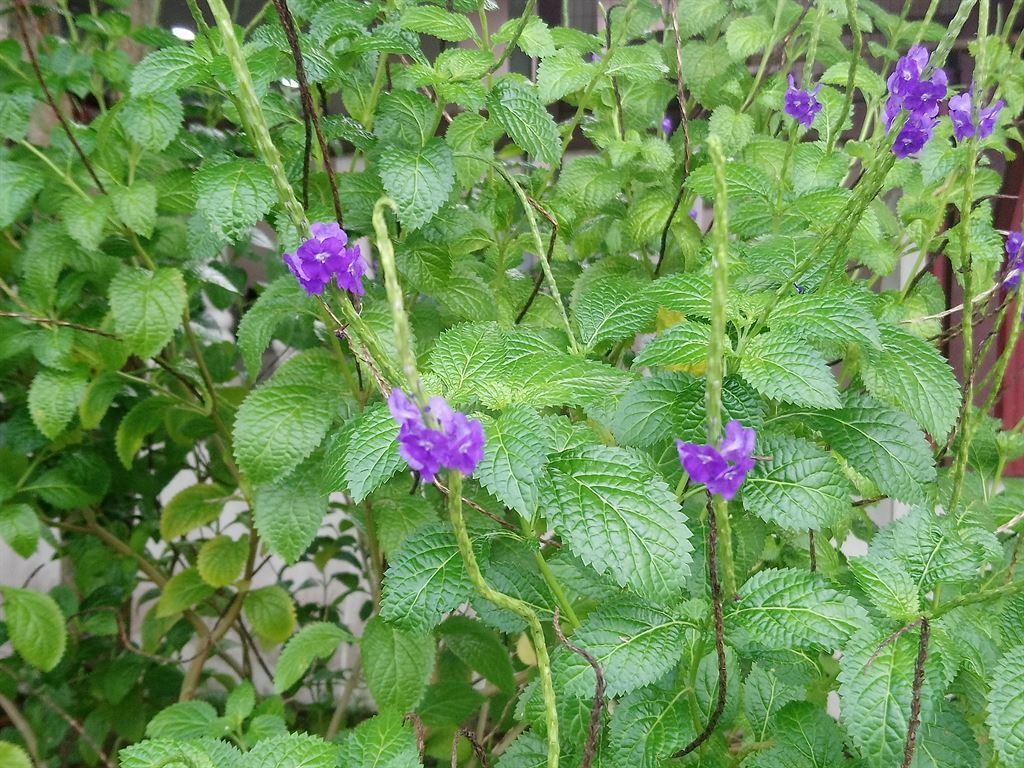 littleflowers