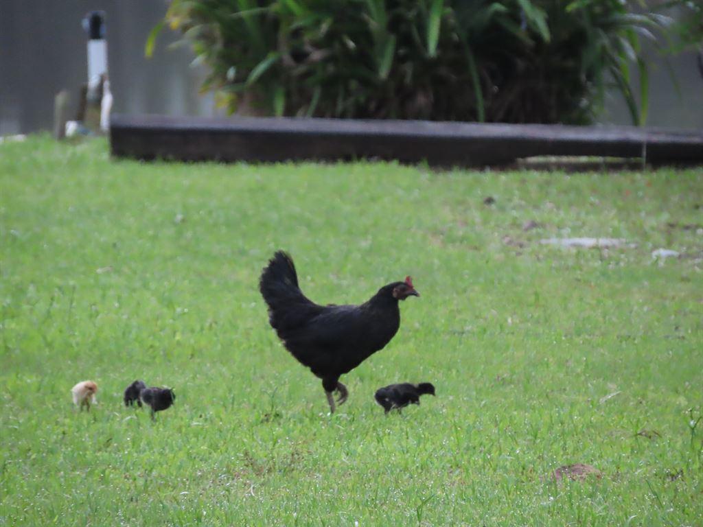 chickenfamily