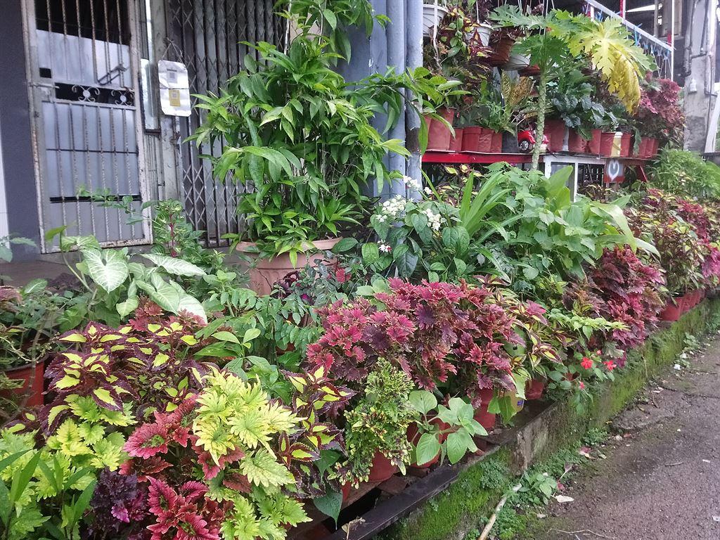 plants1
