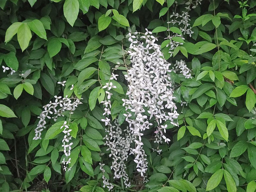 whiteflowers
