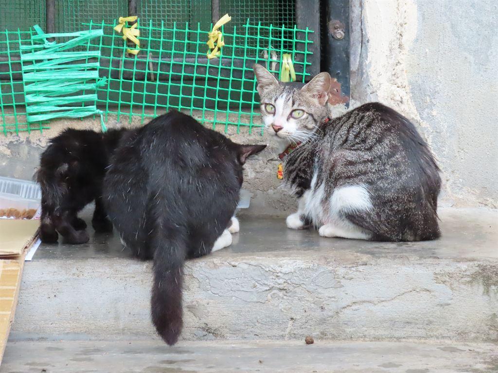 threecats