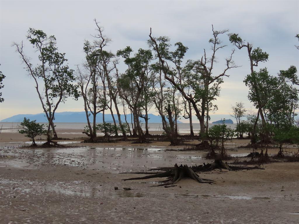 trees