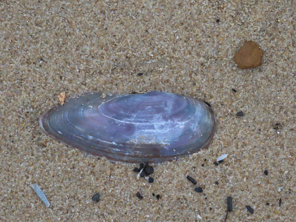 shell