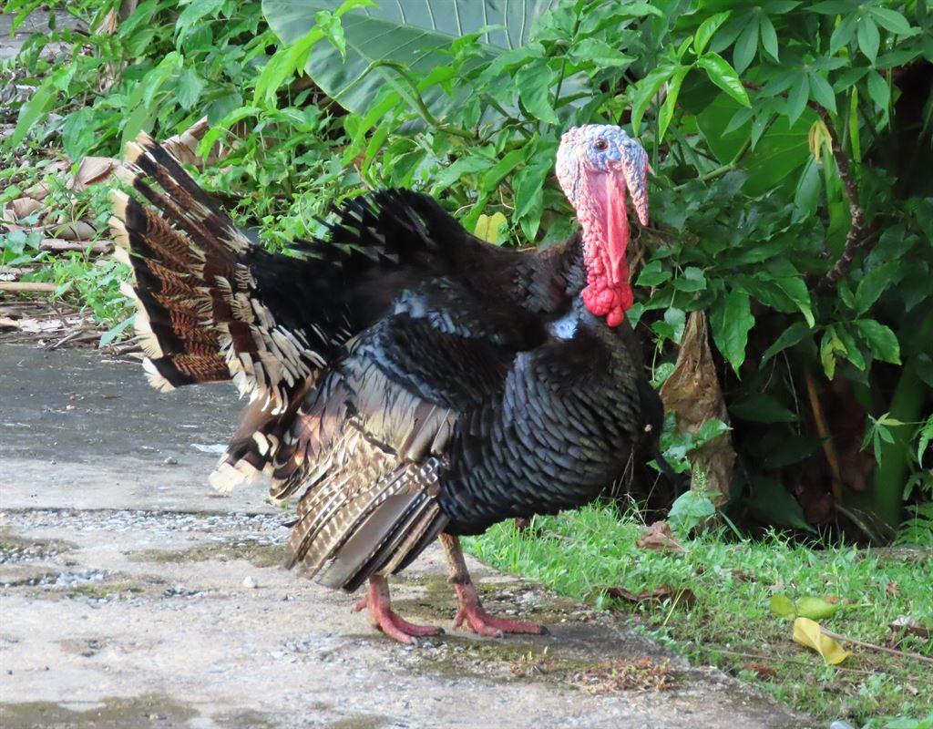 turkey1
