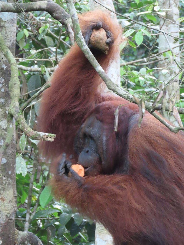 orang2