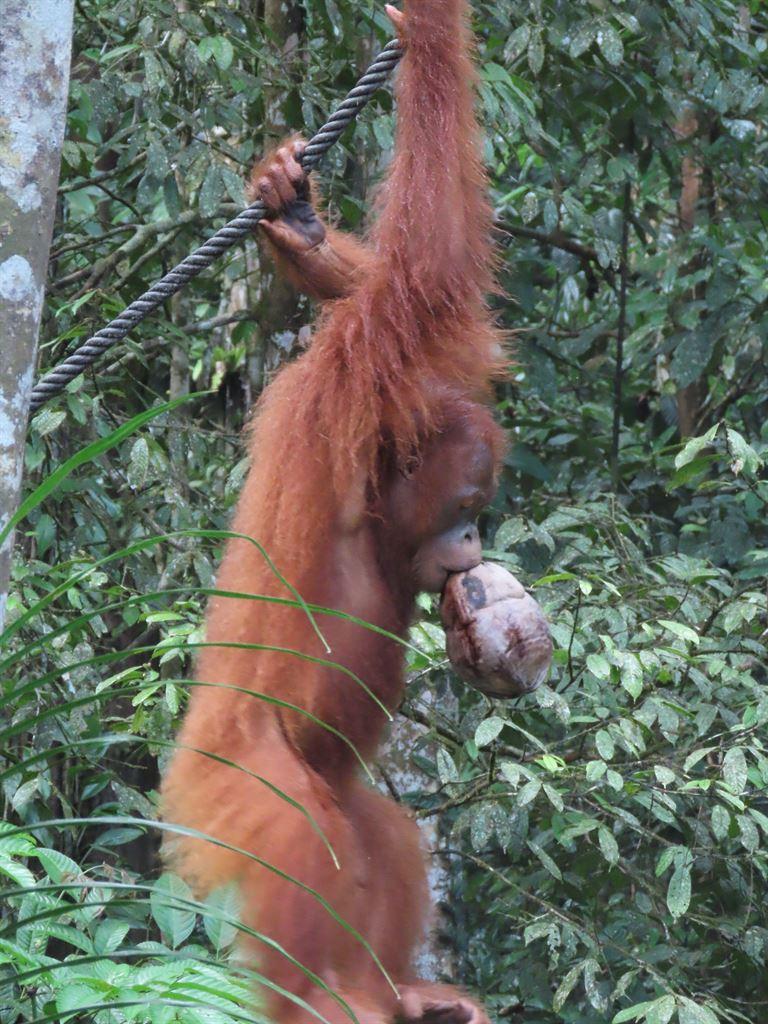 orang3
