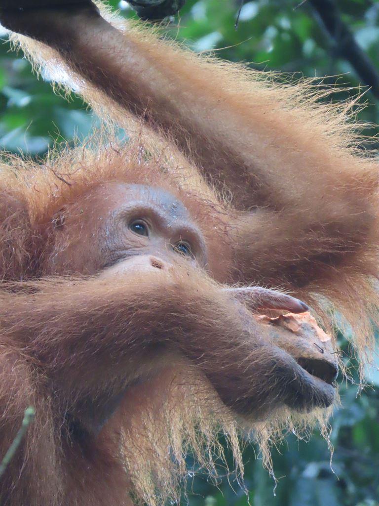orang4