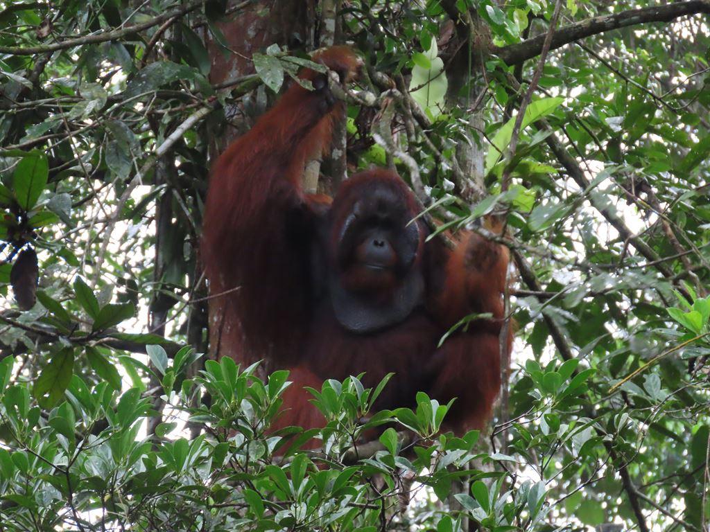 orang7