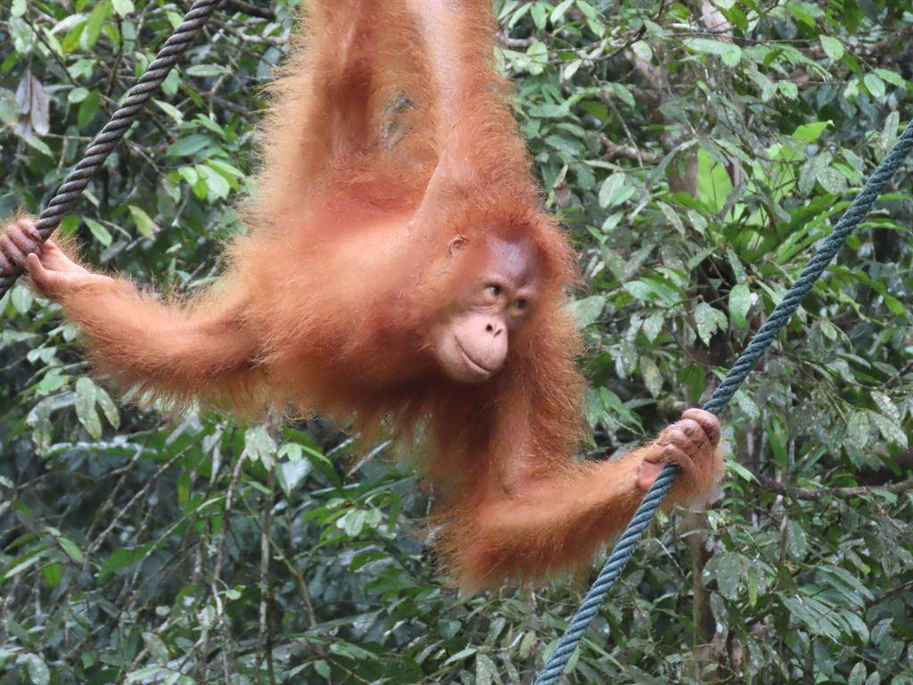 ginger