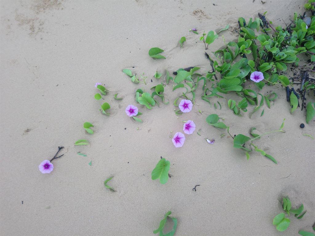 flowers3