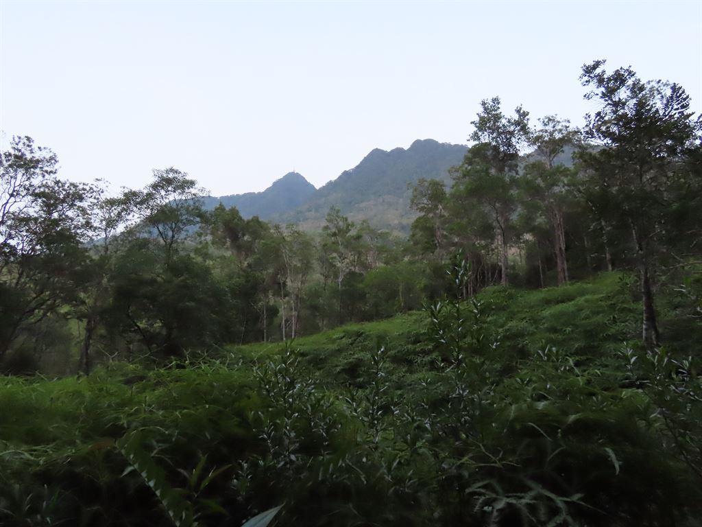 view