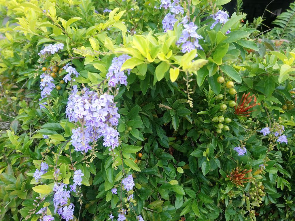 flowers4