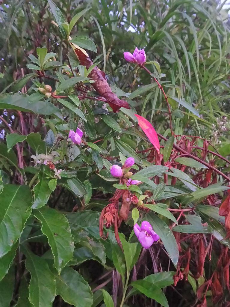flowers5