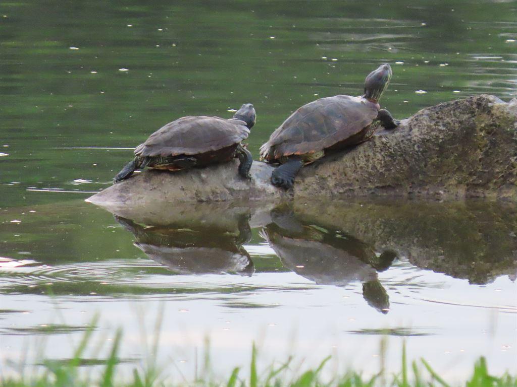 turtles