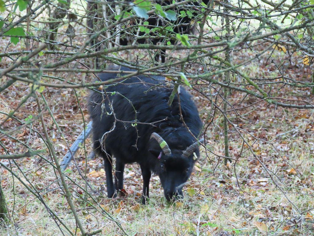 bull