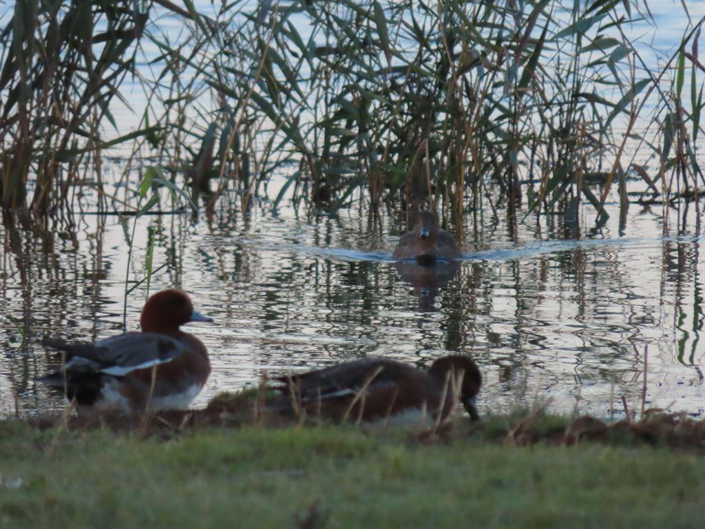 ducks1