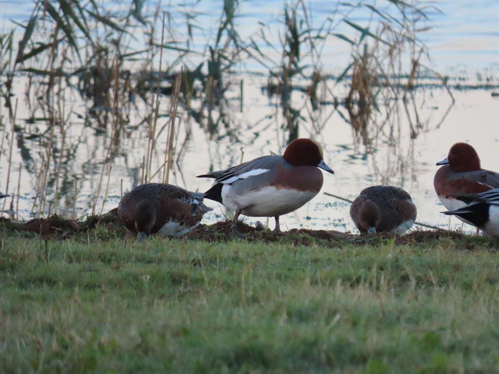 ducks2