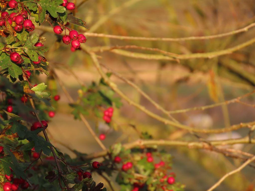 berries1