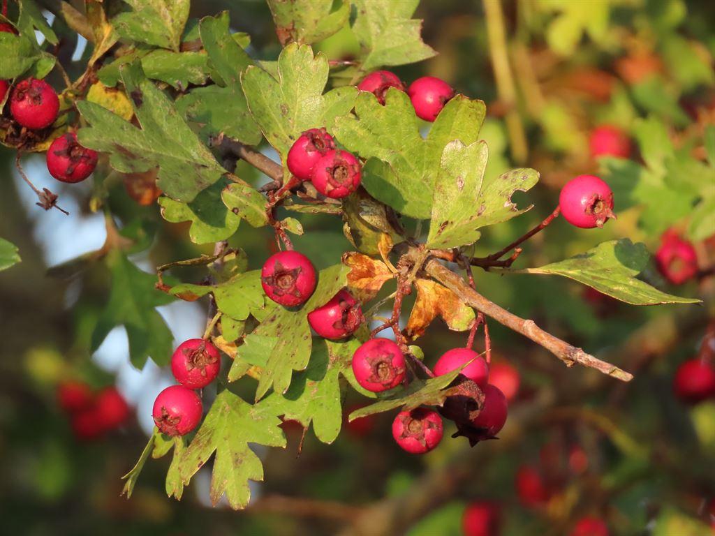 berries2