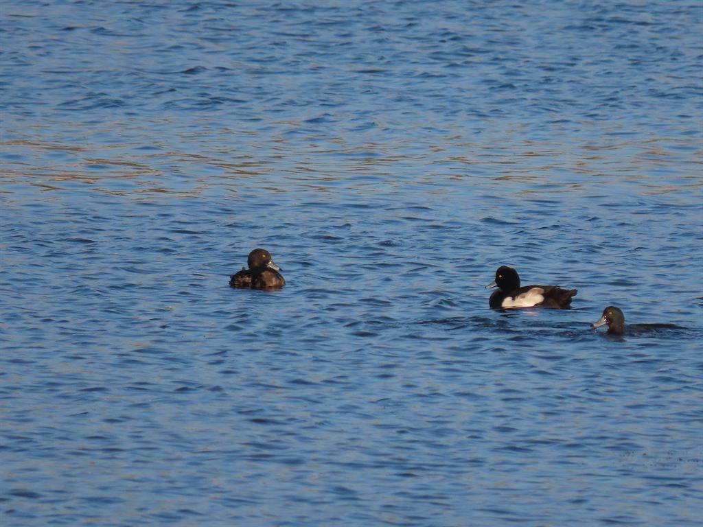 ducks3