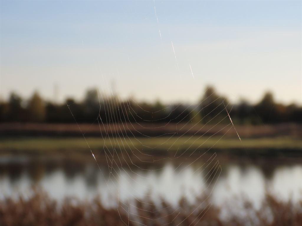 web