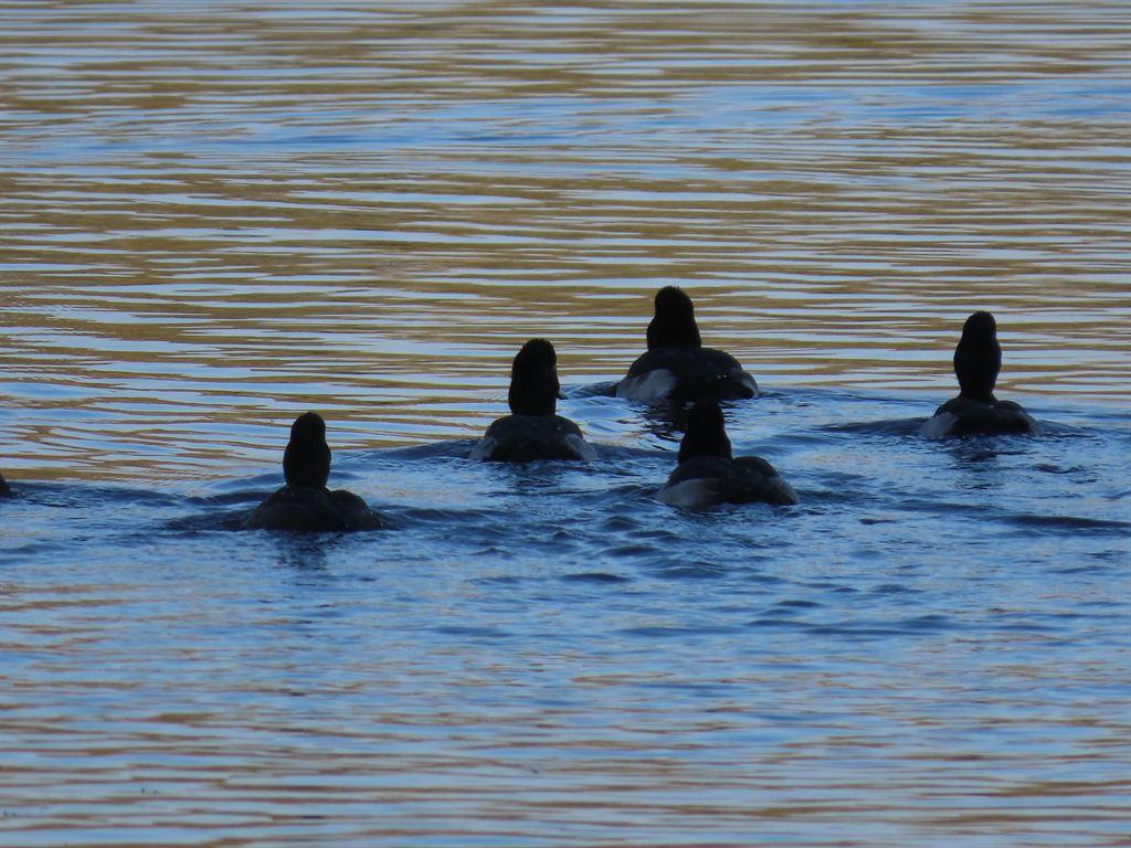 ducks6
