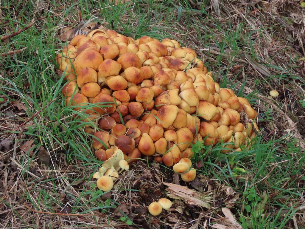 shrooms