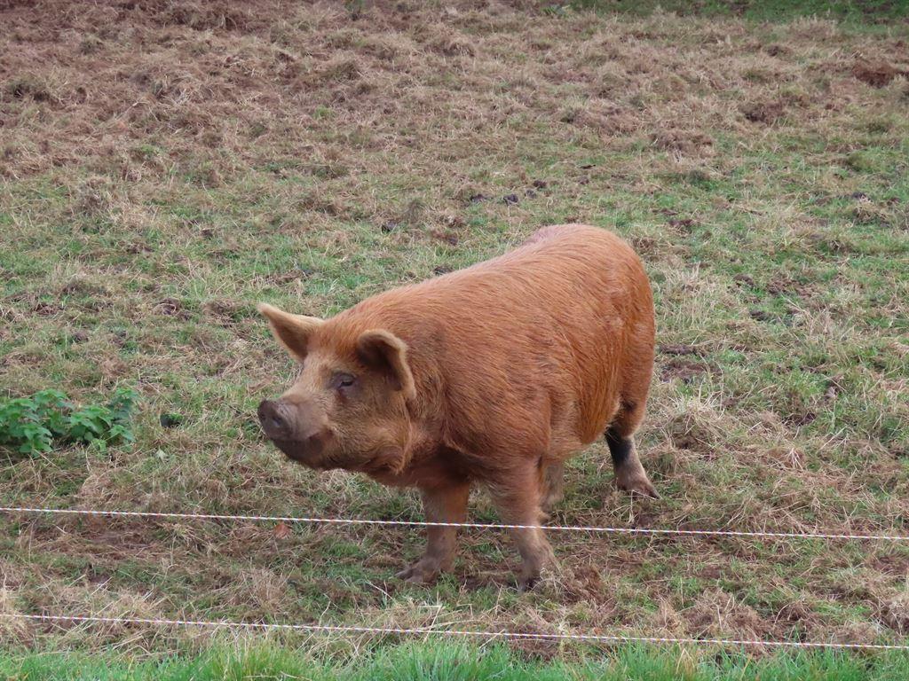 pig