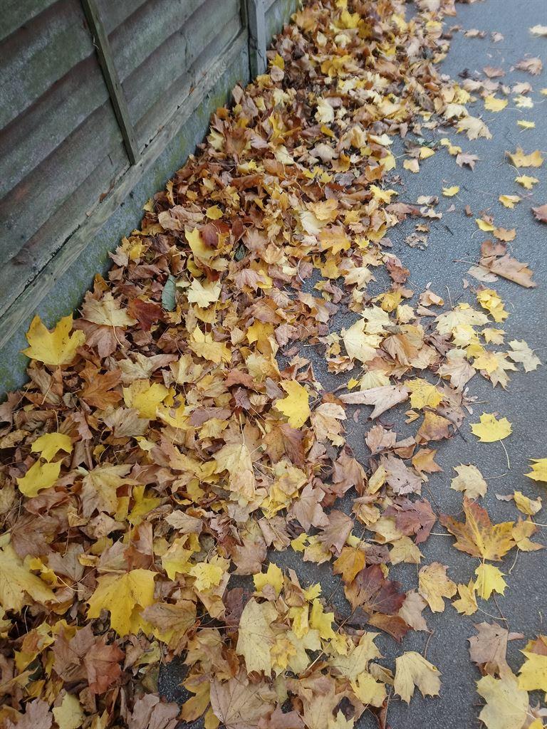 yellow1