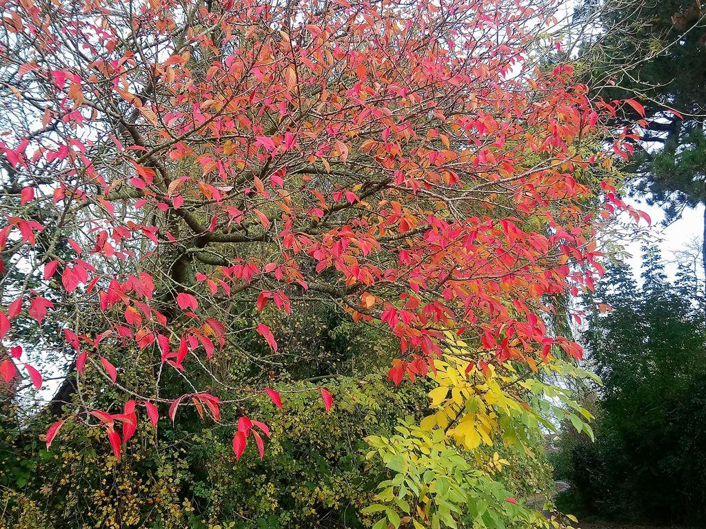 colours