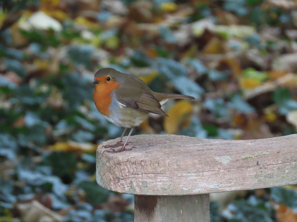 robin1