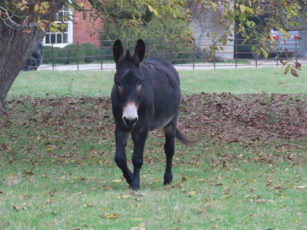 donkey2